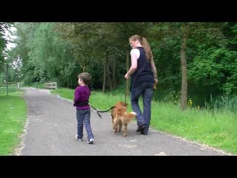 begeleidingshond aan het werk met autistisch jongentje