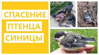 Спасли птенца синицы! Как выкормили птенца синицы. A chickadee chick was saved!