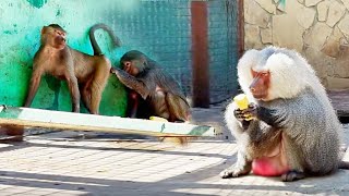 видео: Паспорт Люси в порядке- Лида проверила! Случилось фиаско, но Елисей доволен! Малыши носушки в кадре. картинка: Паспорт Люси в порядке- Лида проверила! Случилось фиаско, но Елисей доволен! Малыши носушки в кадре.