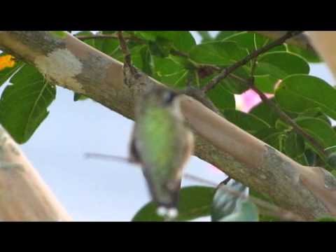 Hummingbird ambush