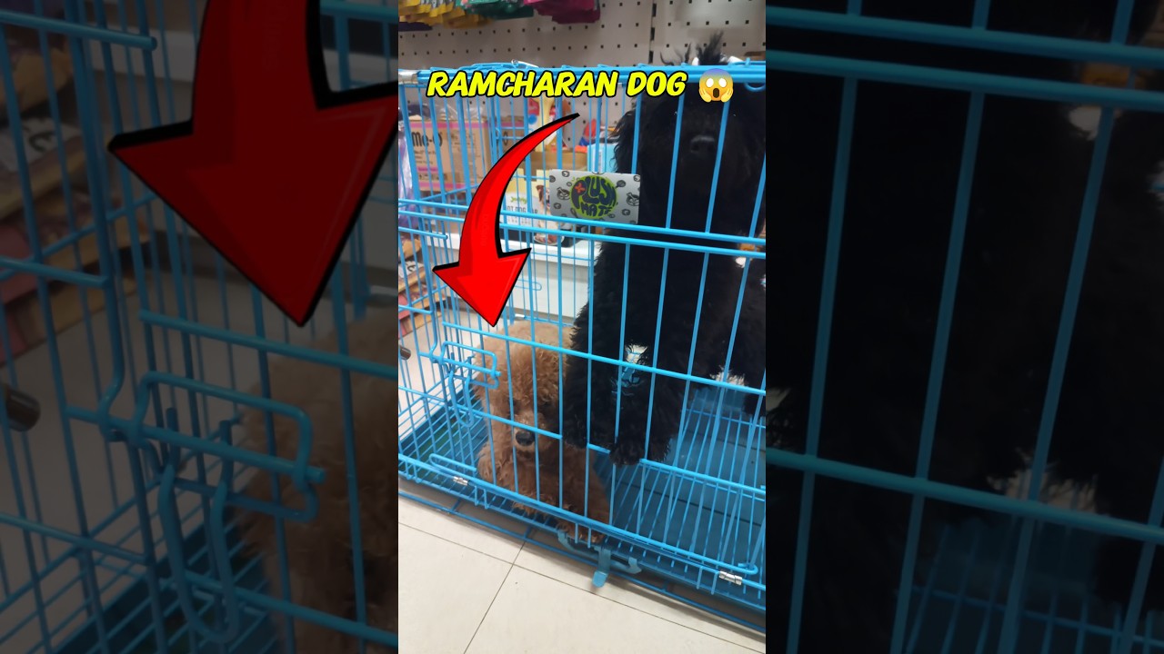 Actor Ramcharan గారి Puppy 😱