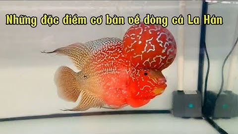 Cá la hán đẹp với những đặc điểm cơ bản và cách chăm sóc dòng cá la hán