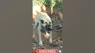 Haw Haw Haw Sound Of Dog هاو هاو هاو Short Dogsound نباح كلب Hawhaw هاوهاو 