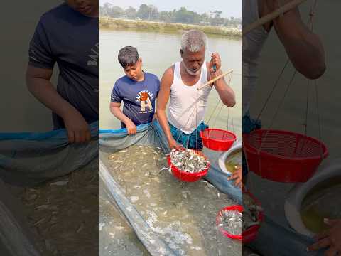 মেপে বিক্রি হচ্ছে পাঙ্গাস মাছ #fish #pangasfish #shortsfeed