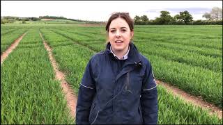 Sutton Bonington Update - Agronomist Introduction - Emma Donger