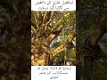 ارطغرل غازی #islamicvideo #viralvideo #shortvideo #unfrezzmyaccount #unfrez #cute #islam #islamic