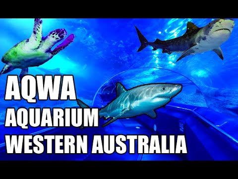 Video: Wakazi Wazuri Wa Aquarium