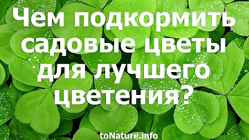 Чем подкормить садовые цветы для лучшего цветения?