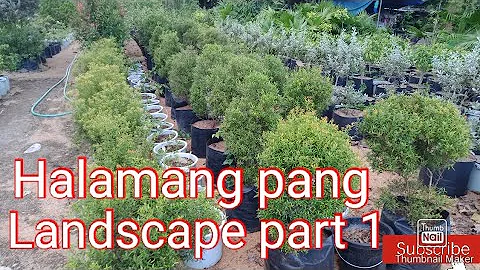 Halamang pang-landscape part 1(Dwarf eugenia)