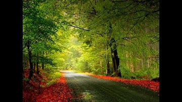 (112)(سورة الإخلاص) بصوت الشيخ ماهر المعيقلي