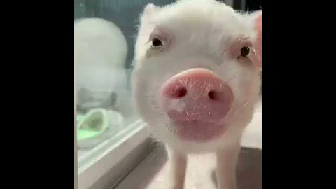 cute baby pig eating sounds 🐷😊