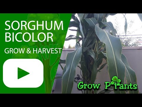 Video: Growing Sorghum At Home - How To Grow Gluten Free Sorghum Bicolor