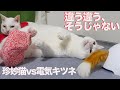 猫部屋の死闘！ウチューネコチャンvs電動キツネ My spacecat VS The fox den toy