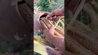 Desi tadi Collected #palmtree #nature #farming #treejuice