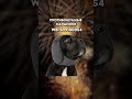 Для тревожных хозяев и таких же хвостиков 😁 WB:578497193 успокаивающий спрей