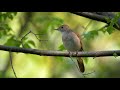 Nightingale singing /أروع تغريد للعندليب الحر في الطبيعة صافي ماشاء الله