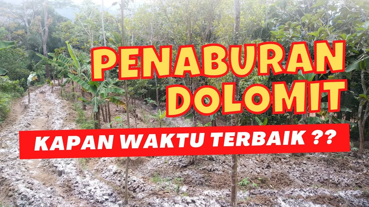 WAKTU YANG TEPAT MENABUR DOLOMIT KE LAHAN