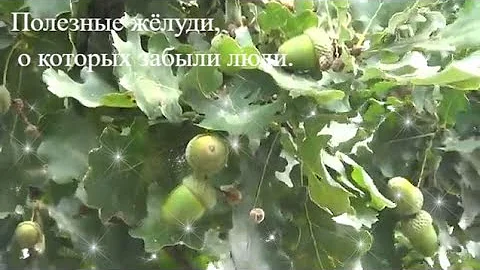 Полезные желуди о которых забыли современные люди.