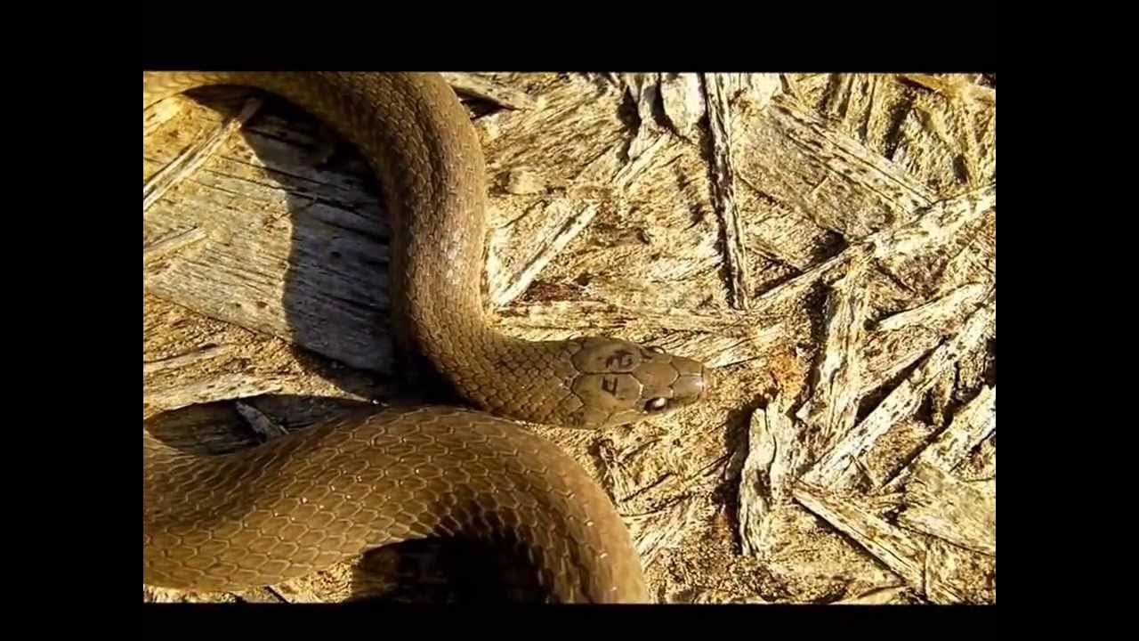 Three rough earth snakes YouTube