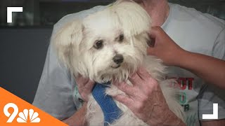 Petline9: MaxFund Animal Adoption Center