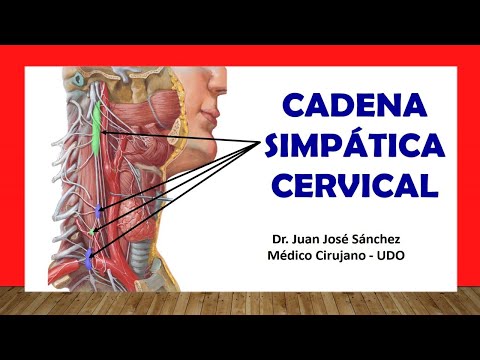 Video: ¿Dónde está el ganglio cervicotorácico?