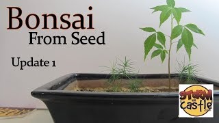 Bonsai from seed update 1 four months later