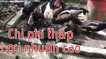 Thức ăn cho vit với  chi phí thấp mang lại lợi nhuận cao