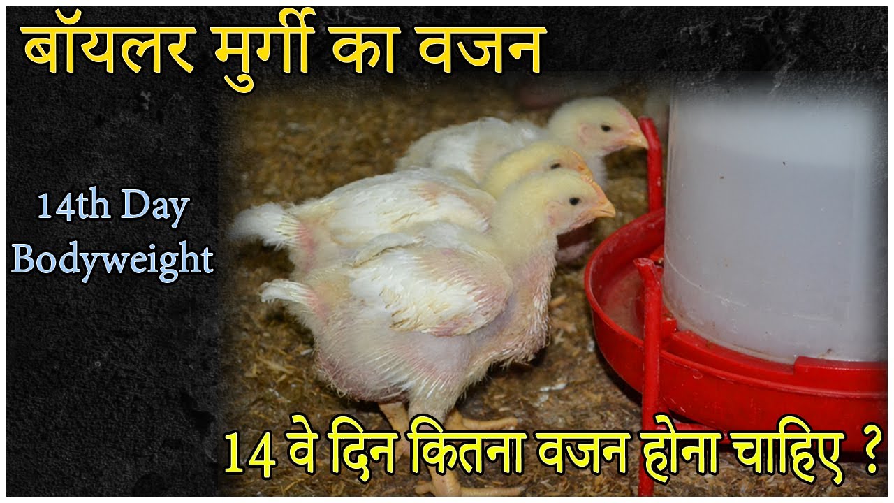 14th Day Kitna Weight Hona Chahiye Broiler Farming Day 14th YouTube 14th-day-kitna-weight-hona-chahiye-broiler-farming-day-14th-youtube