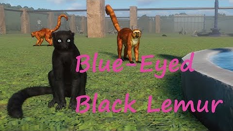 Blue Eyed Black Lemur by Leaf and NicholasLionRider - Planet Zoo Mod
