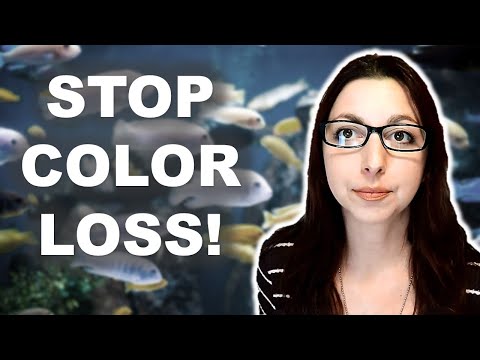 Video: Why Do Aquarium Fish Turn Black