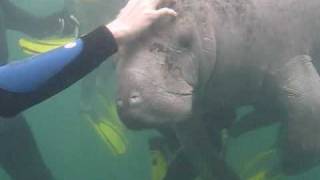 2010 Manatees.wmv