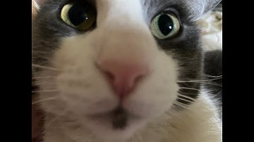 Mario Kart Wii - Soggy Cat