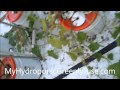 Treating Fungus on Our Cucumber and Melon Plants (Hydroponic & Aquaponic)