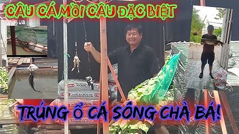 Câu cá sông mồi câu đặc biệt - Đem hết cá sông về nhà|River fishing special bait!