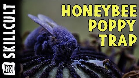 Honeybees Rescued From Poppy of Death! (Or Something Slightly Less Dramatic)