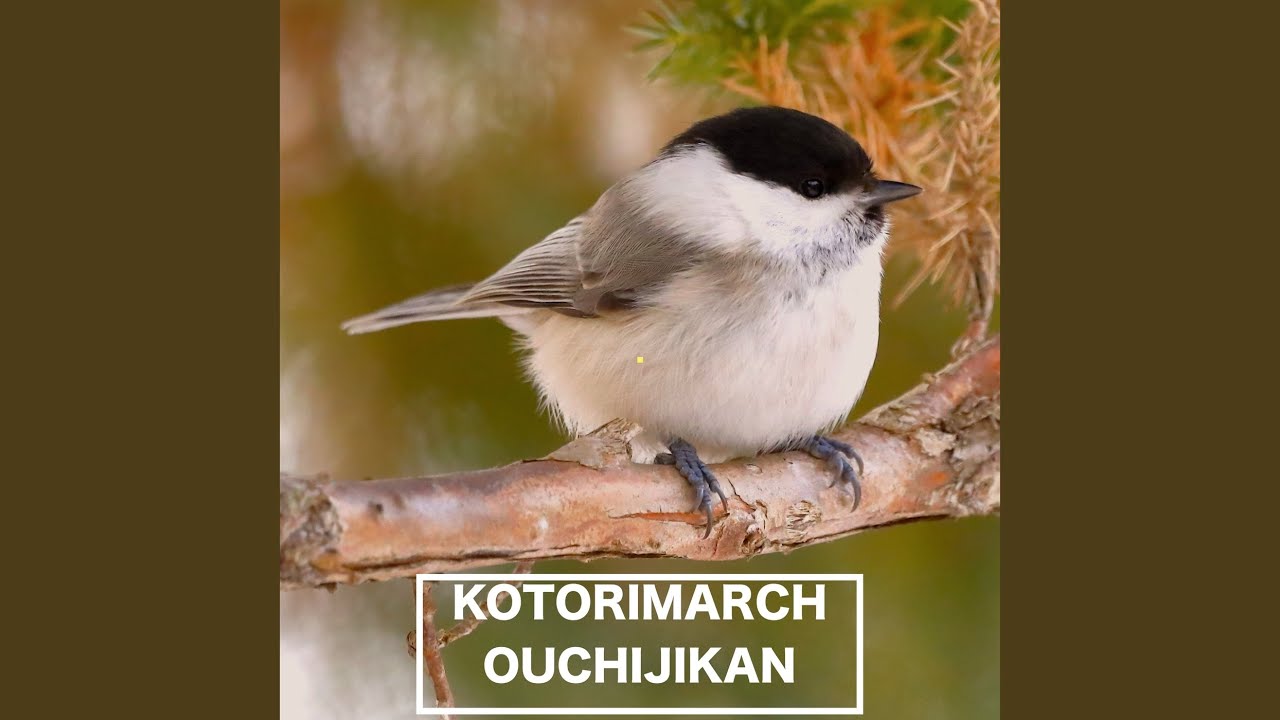 bush warbler 