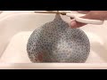 How to make a squeeze balloon bomb スクイーズバルーンボムの作り方#asmr 