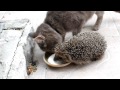 едят - the cat and hedgehog eat.MOV