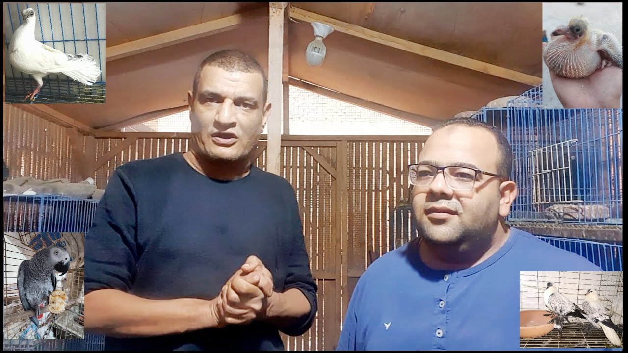 حاسب من الفيتامينات على حمامك 😎وخلي بالك كمان من الاسهال المتقطع فى الشتا 🧐عند الطيور  دعواتكم👍