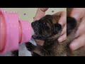 Funny Puppy Bottle Feeding