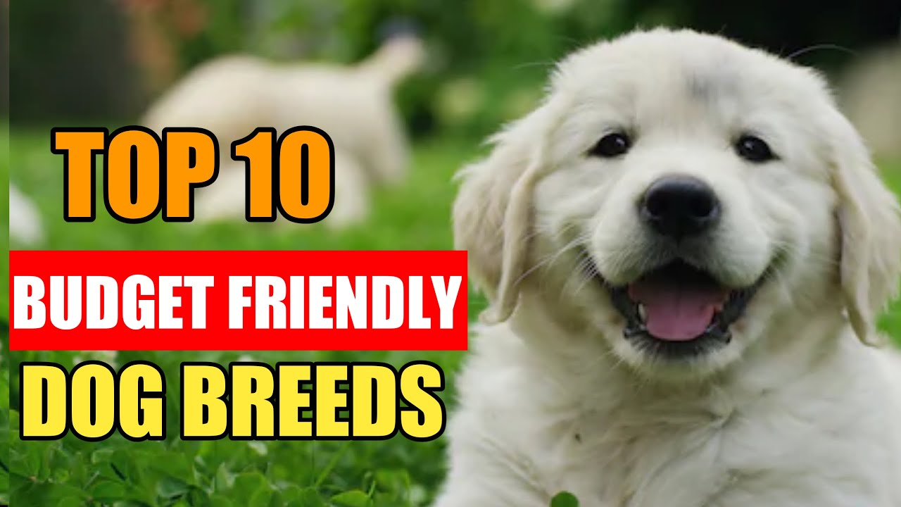 10 Budget Friendly Dog Breeds / Cheapest Dog Breeds 2020 - Youtube