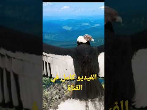 كوندور الأنديز سلسلة أضخم الطيور