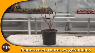 Atelier du Jardin : Remettre en route ses géraniums