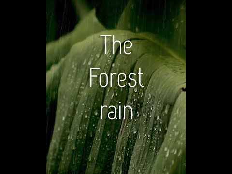 The Forest Rain - Diamond Ring/ Jewellery Video