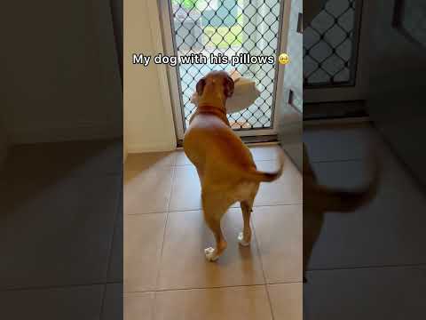 They Weren T Just Pillows They Were His Treasures And I Ll Always Miss My Little Pillow Thief