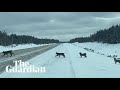 Footage shows rare sighting of lynx family crossing road in Manitoba