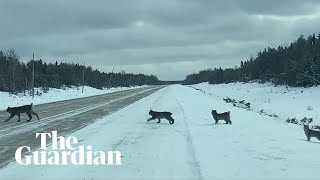 Footage shows rare sighting of lynx family crossing road in Manitoba