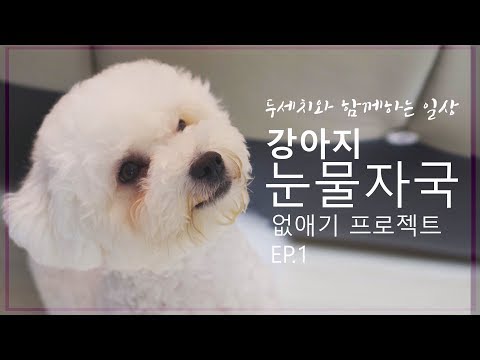 강아지 눈물자국 없애기 프로젝트 EP1 | 비숑프리제 | 애프리푸들 | 다견가정 | Bichon | poodle | Puppy Tear Removal