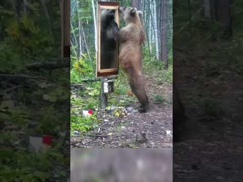 Медведь и зеркало.#Shorts