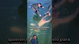 perdio la salida en buceo bajo hielo